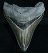 Razor Sharp Megalodon Tooth - #6067-1